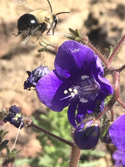 Habropoda tristissima