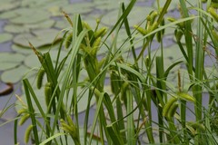 Carex comosa
