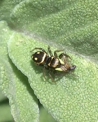 Heliophanus apiatus