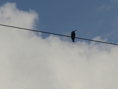 Galbalcyrhynchus leucotis