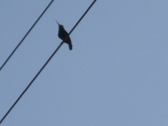 Galbalcyrhynchus leucotis