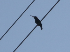 Galbalcyrhynchus leucotis