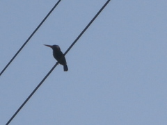 Galbalcyrhynchus leucotis