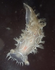 シロホクヨウウミウシ