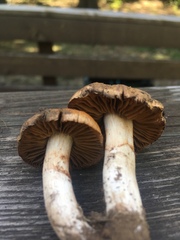 Cortinarius ahsii