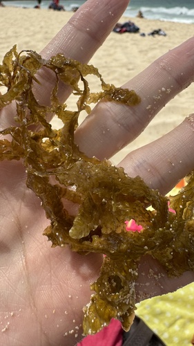 Dictyopteris australis observed 2024-05-25