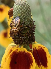 Calocoris barberi