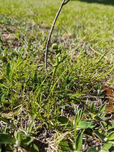 Botrychium angustisegmentum (Botrychium angustisegmentum)