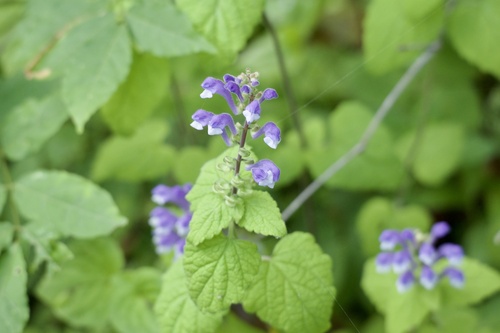 Scutellaria muramatsui iNat (2)