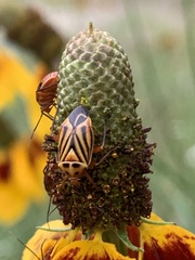 Calocoris barberi
