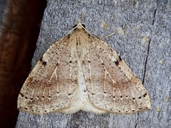 Thallophaga hyperborea