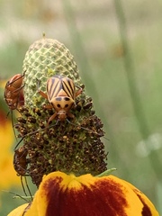 Calocoris barberi