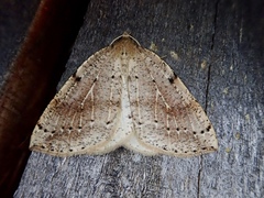 Thallophaga hyperborea