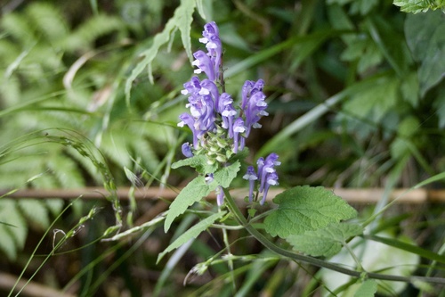 Dewan Skullcap (Scutellaria muramatsui)