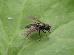 Cheilosia variabilis