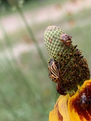 Calocoris barberi