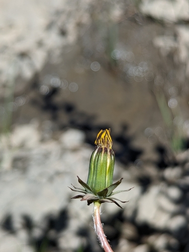 Image of Taraxacum latilobum by no rights reserved