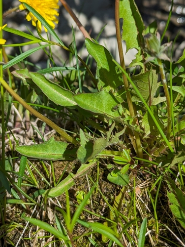 Image of Taraxacum latilobum by no rights reserved