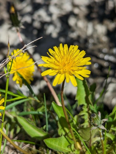 Image of Taraxacum latilobum by no rights reserved