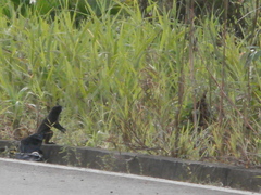 Saguinus fuscicollis