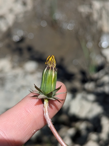 Image of Taraxacum latilobum by no rights reserved