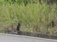 Saguinus fuscicollis