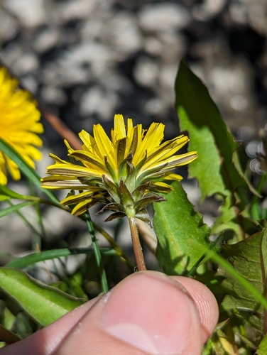 Image of Taraxacum latilobum by no rights reserved