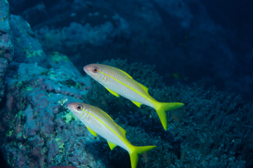 Banded goatfish (Mulloidichthys vanicolensis) — Mullidae