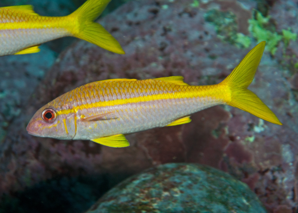 Mulloidichthys