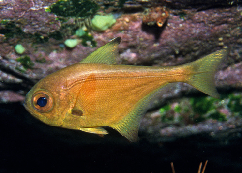 Bronze sweeper (Pempheris analis) — Pempheridae