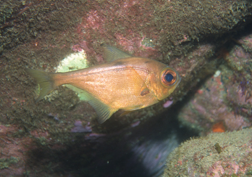 Bronze sweeper (Pempheris analis) — Pempheridae — 2