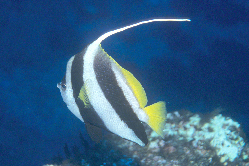 Angelfish pennant (Heniochus acuminatus) — Chaetodontidae