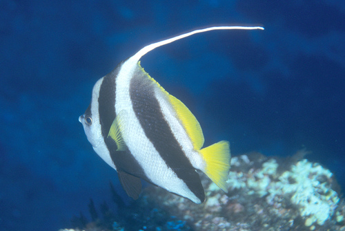 Angelfish pennant (Heniochus acuminatus) — Chaetodontidae