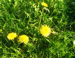 Taraxacum officinale