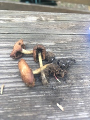 Pholiota highlandensis