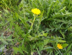 Taraxacum officinale