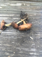 Pholiota highlandensis