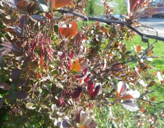 Berberis