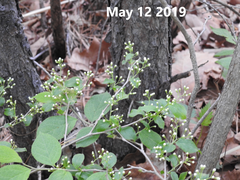 Symplocos paniculata