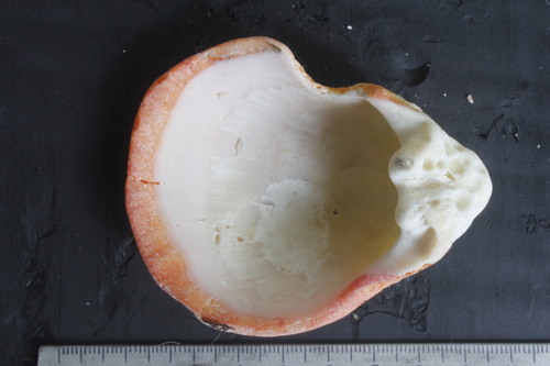 Spondylus limbatus