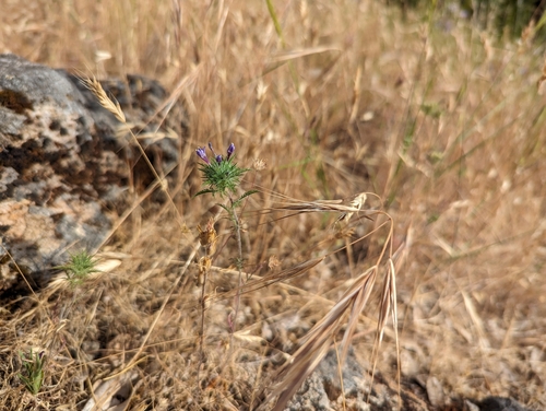 Image of Navarretia pubescens by (c) Alexander Wentworth, some rights reserved (CC BY)