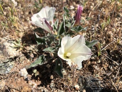 Calystegia collina oxyphylla