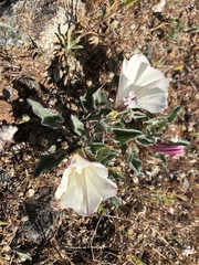 Calystegia collina oxyphylla