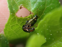 Crepidodera fulvicornis