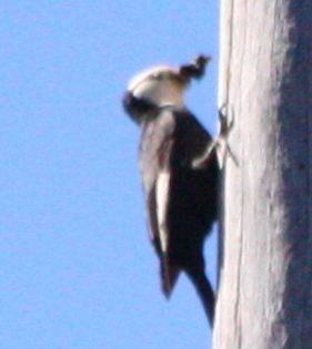 Leuconotopicus albolarvatus