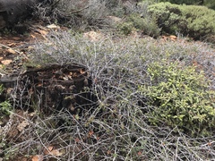 Ceanothus foliosus foliosus