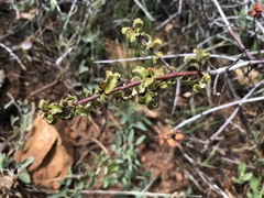 Ceanothus foliosus foliosus