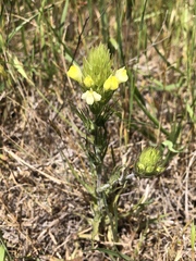 Castilleja rubicundula lithospermoides
