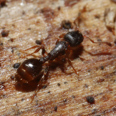 Leptothorax