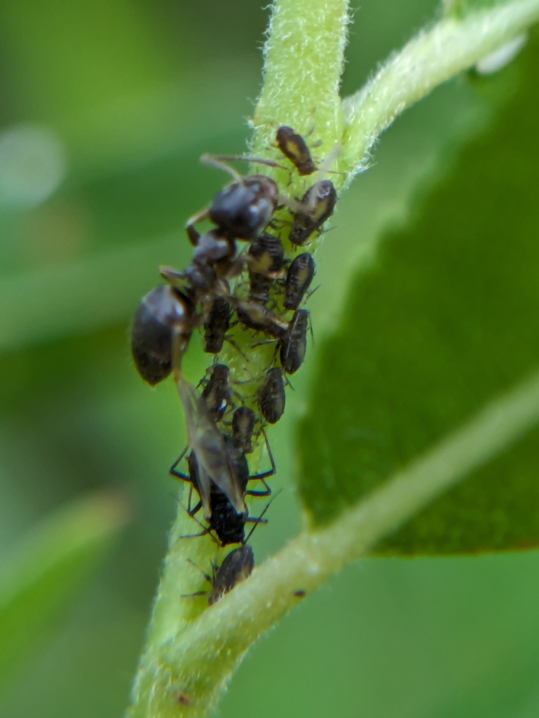 Chaitophorus nigrae